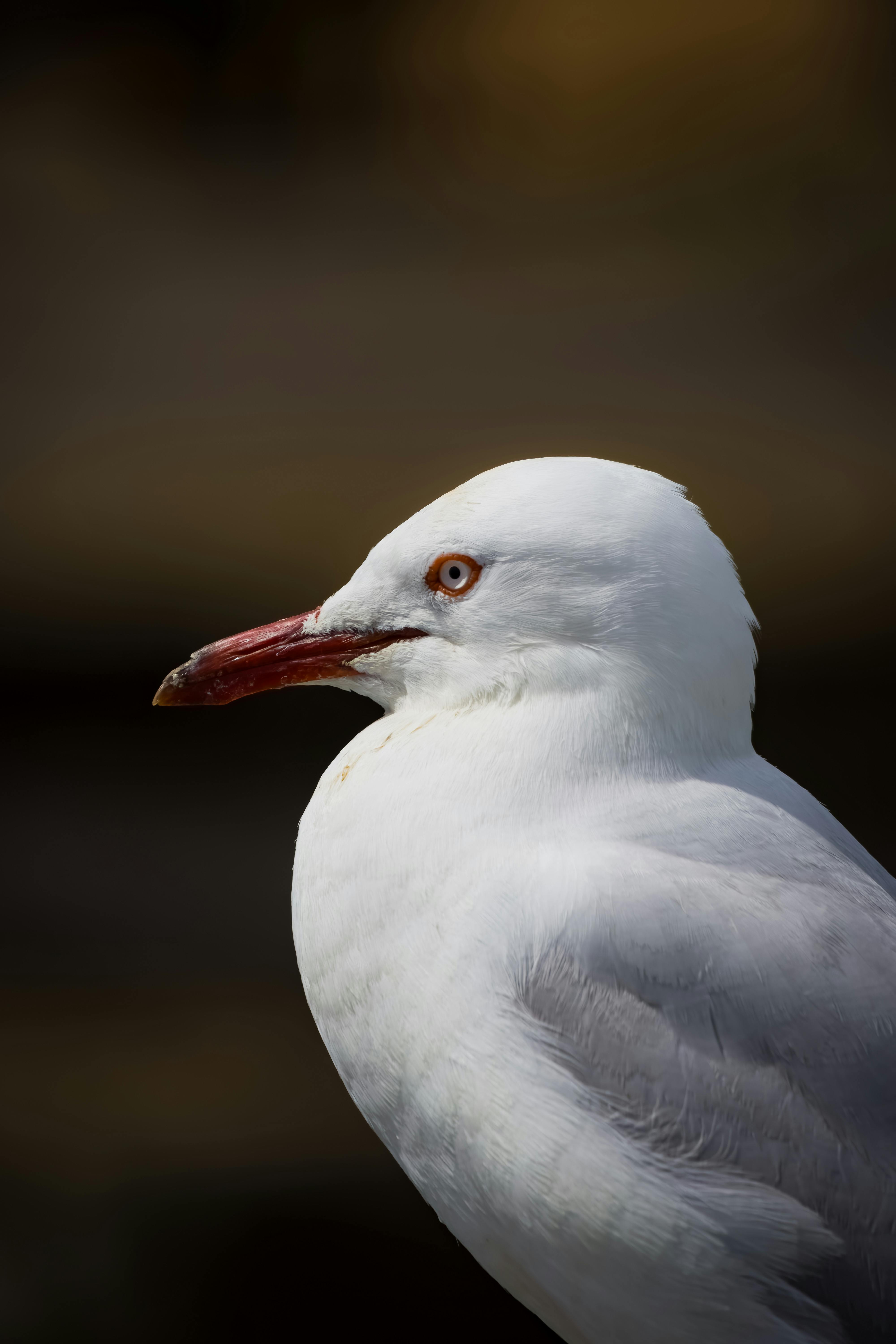 Detailed side view of a red-billed gull against a dark blurred background.