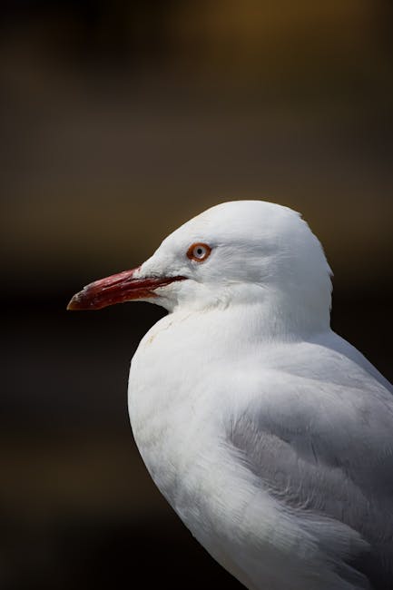 Detailed side view of a red-billed gull against a dark blurred background.