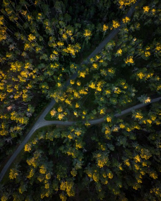 A scenic aerial perspective of a forest with a winding road in California.