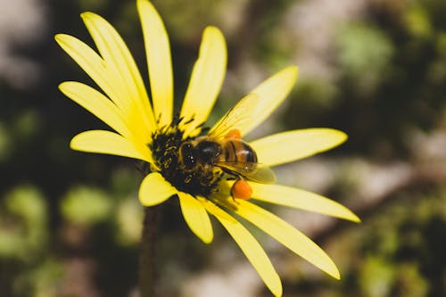 arie van ravenswaay, 花, 蜂蜜 的 免費圖庫相片