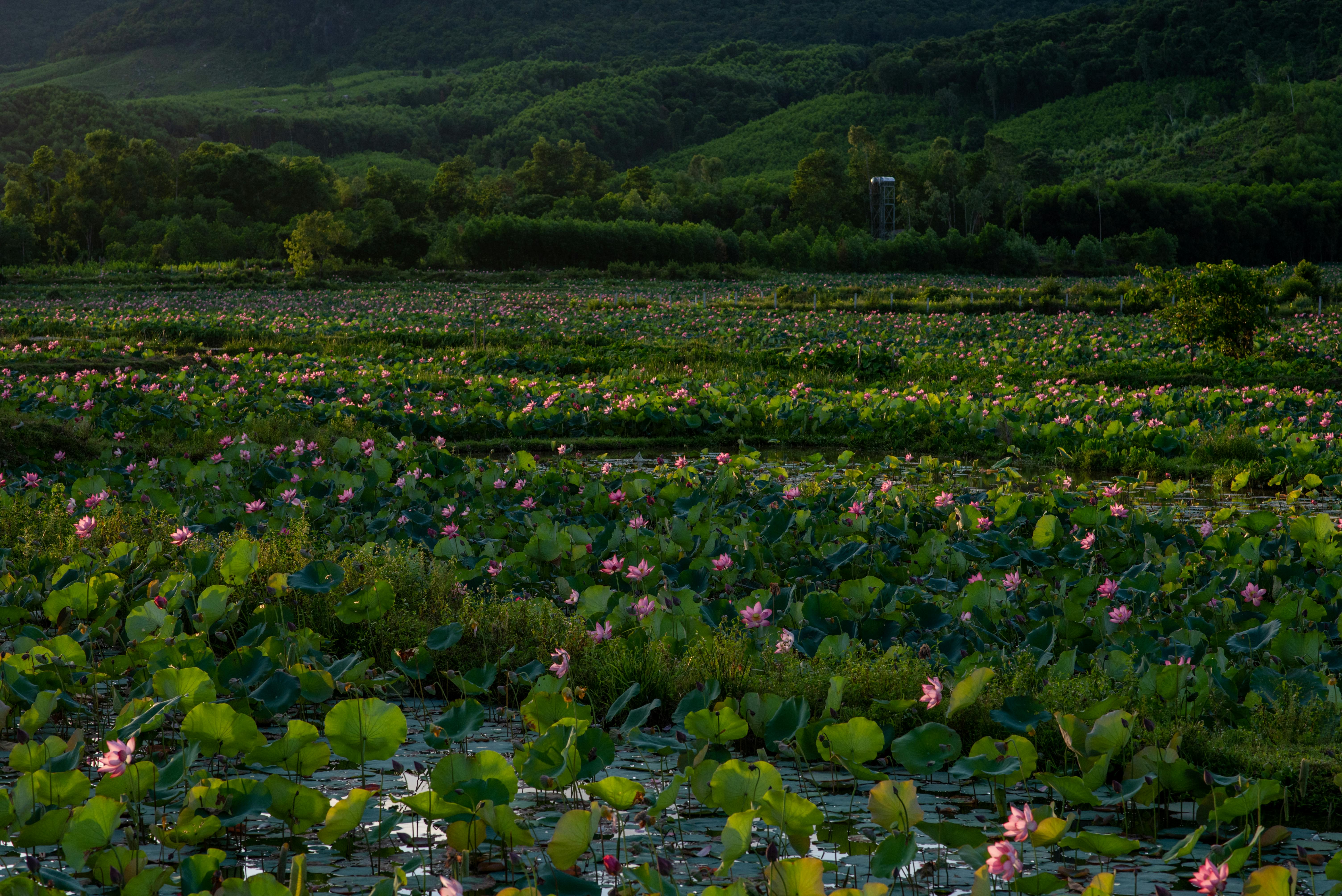 Enhance Your Digestive Health with Probiotic Supplements