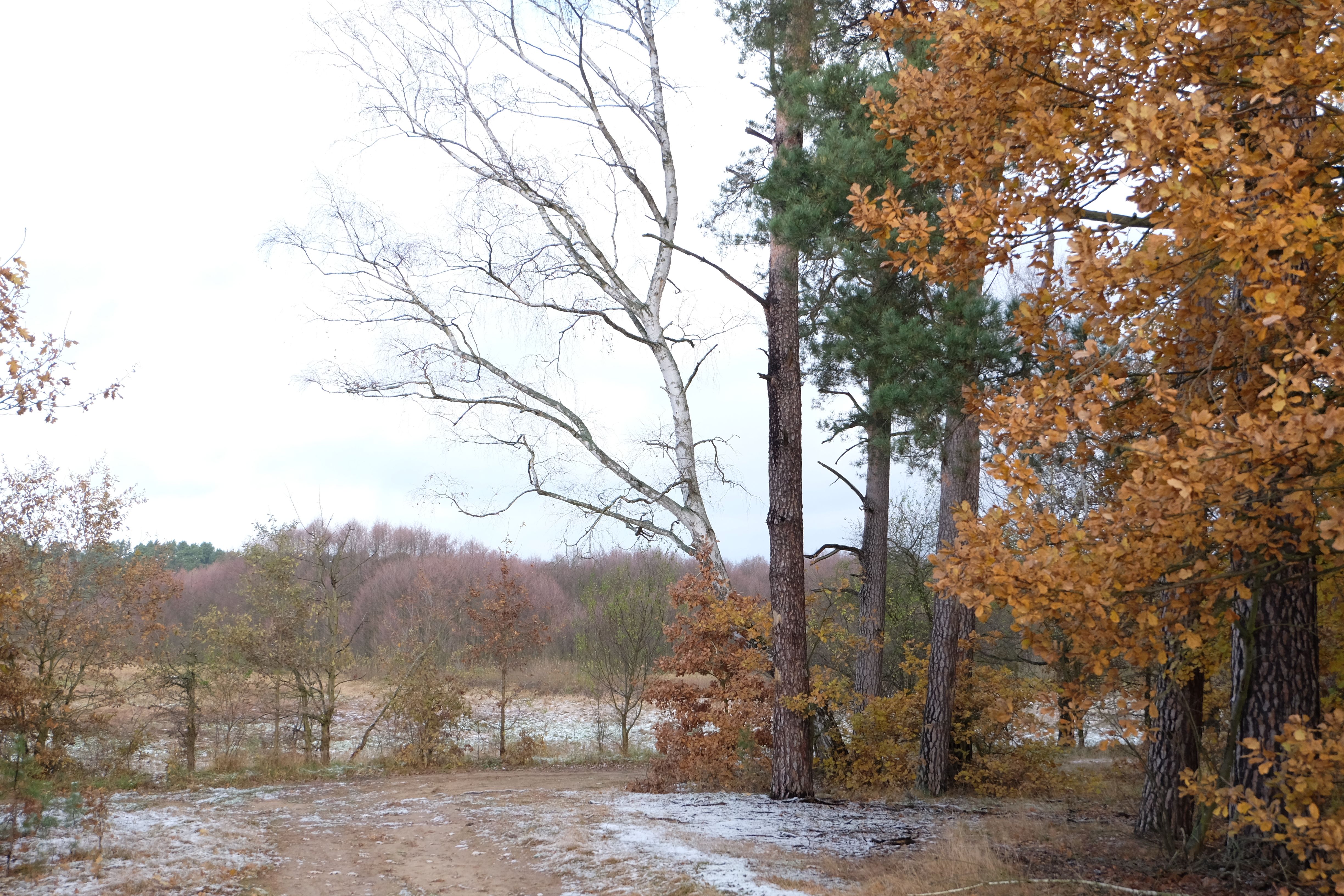 Serene Autumn Landscape with Bare Trees · Free Stock Photo