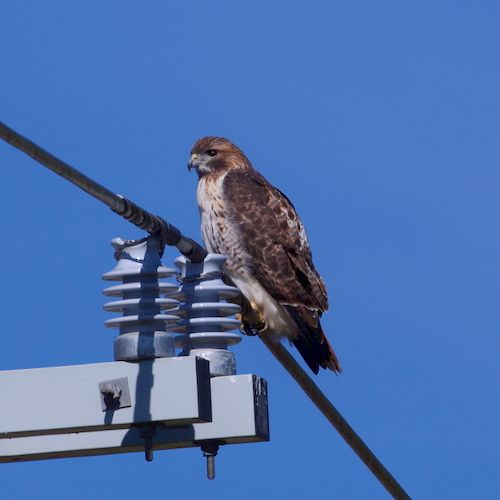 Free A red-tailed hawk is perched on a power line against a clear blue sky in Athens, Alabama. Stock Photo
