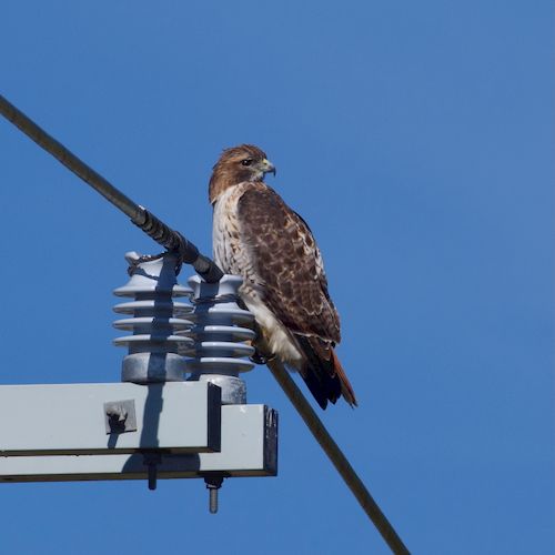 Free A red-tailed hawk perched on an electrical pole against a clear blue sky in Athens, Alabama. Stock Photo