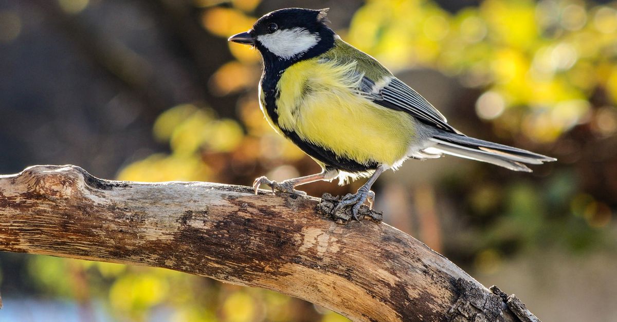 Great Tit Bird Perched On A Tree Branch Outdoors Free Stock Photo great-tit-bird-perched-on-a-tree-branch-outdoors-free-stock-photo