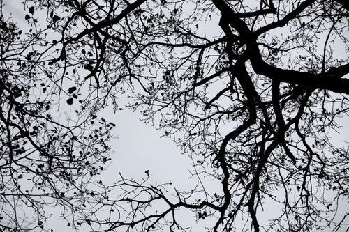 Free Black and white silhouette of bare tree branches forming a natural pattern in the sky. Stock Photo