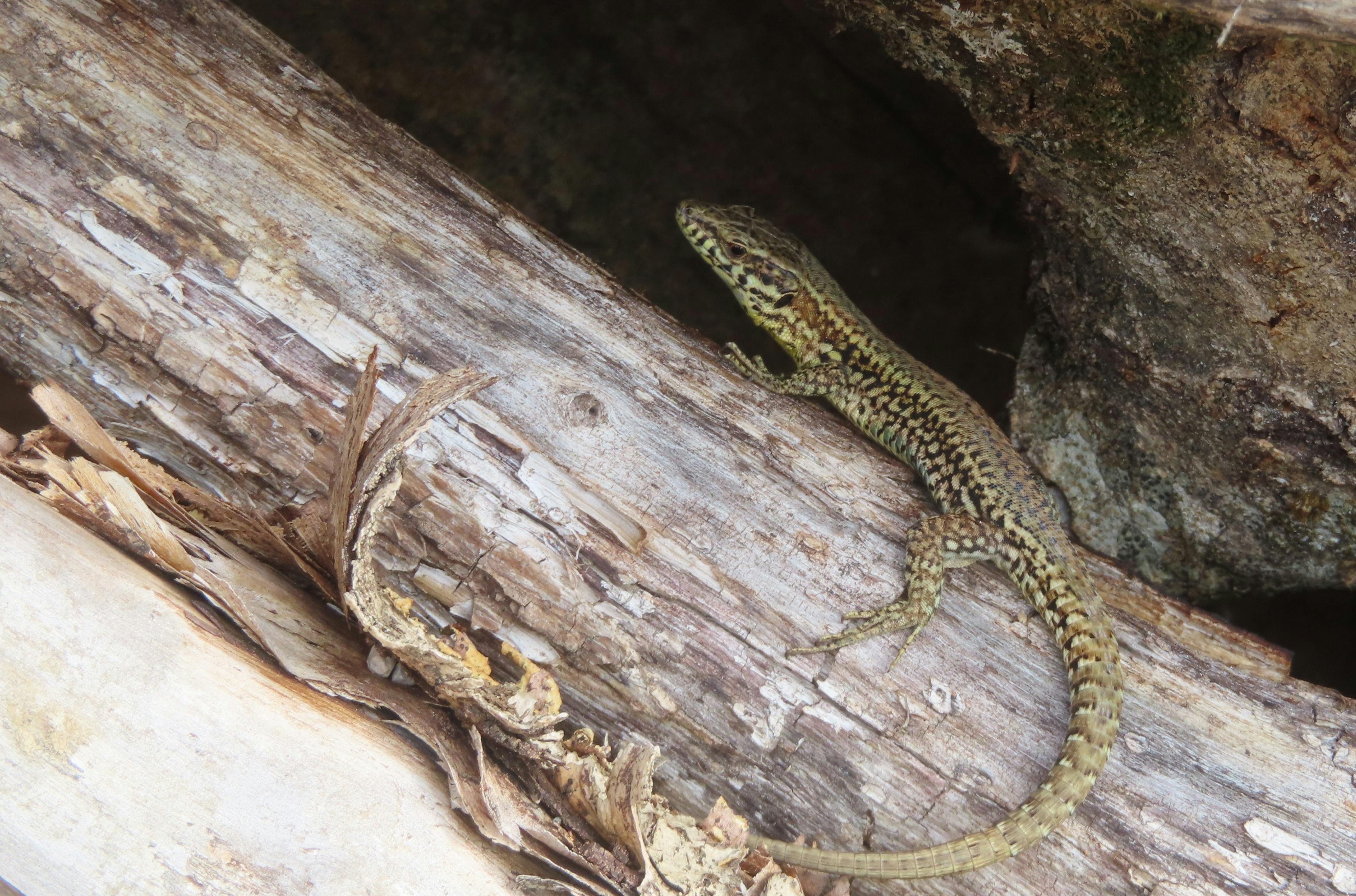 Close-up of a lizard resting on a tree branch in Besançon's natural habitat.
