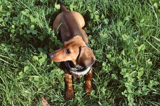 lisbon park dog