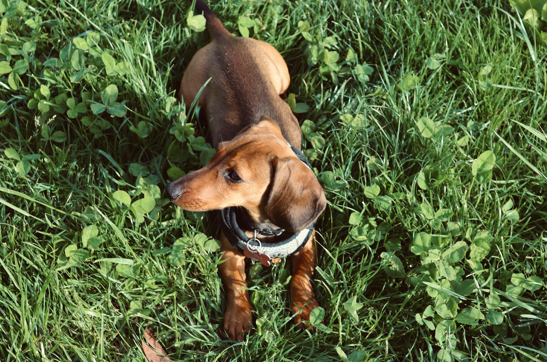 Cute dachshund dog lying on green grass in Milan, Italy. Perfect for pet lovers.