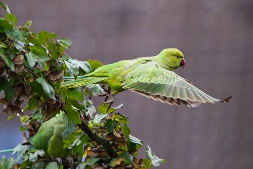 Free A rose-ringed parakeet spreads its wings in a lush tree, showcasing exotic wildlife beauty. Stock Photo