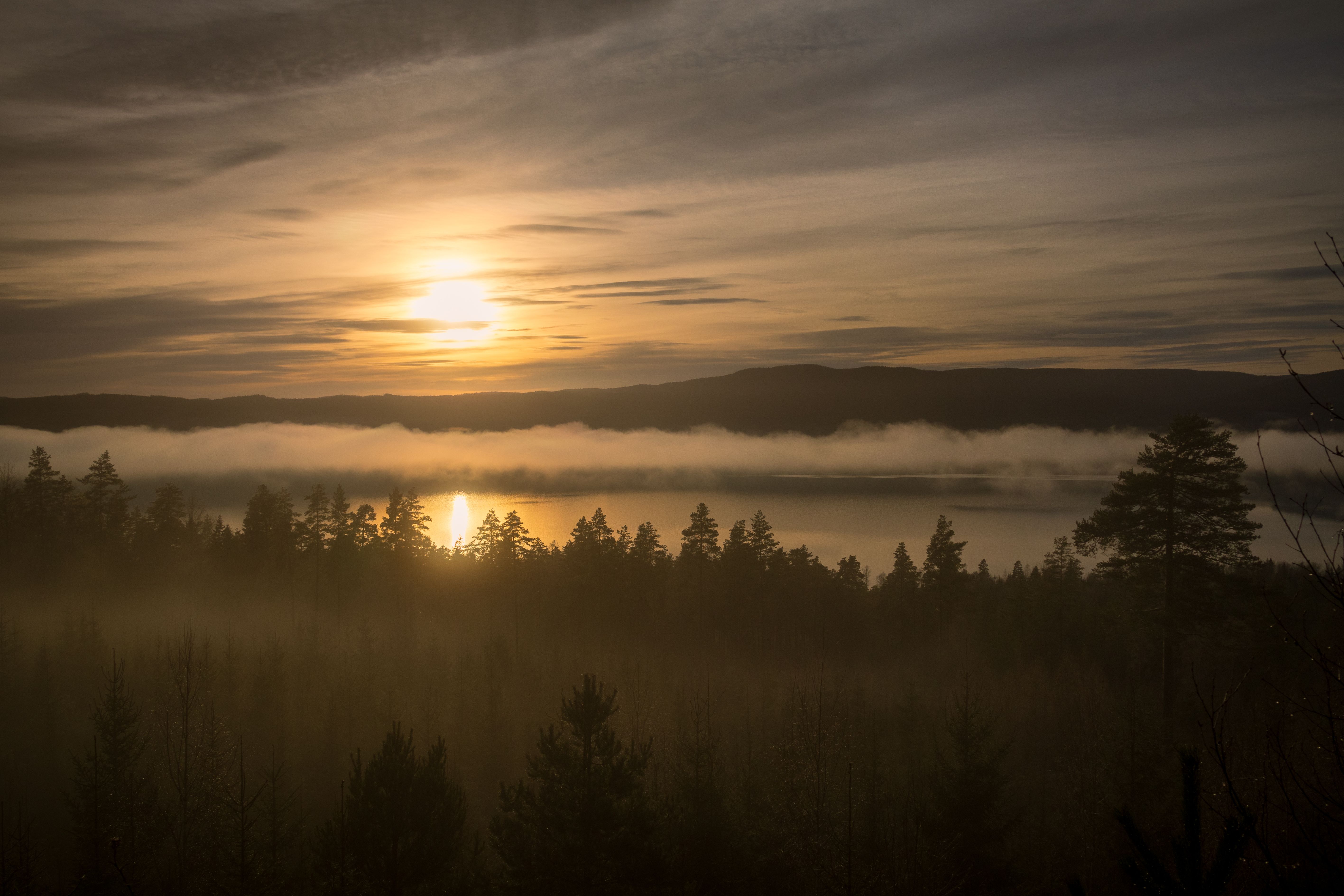 Serene Sunrise Over Misty Forest Lake · Free Stock Photo