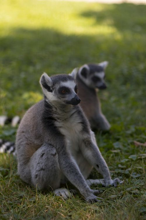 Free Two ring-tailed lemurs sitting in a sunlit grassy area with natural surroundings. Stock Photo