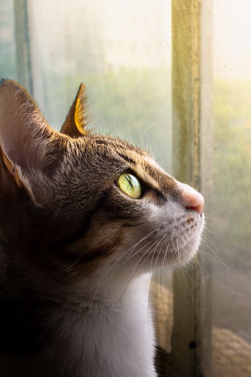 Free Close-up of a calm domestic cat with green eyes looking through a sunlit window, peaceful and curious. Stock Photo