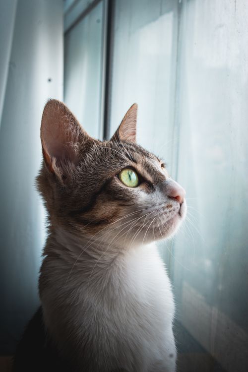Free A thoughtful tabby cat looks outside through a window, capturing a serene moment indoors. Stock Photo