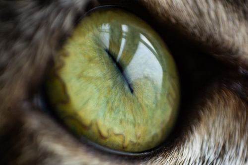 Free Close-up macro shot of a green cat eye, showcasing intricate patterns and intense detail. Stock Photo