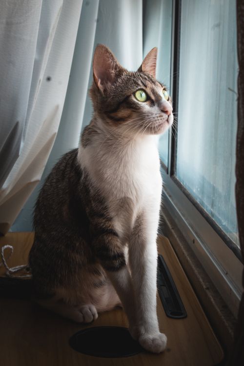 Free A domestic cat with bright eyes looks out a window with curtains, creating a serene indoor scene. Stock Photo