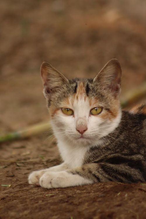 Free Close-up view of a calico cat lying on the ground outdoors, looking directly at the camera. Stock Photo