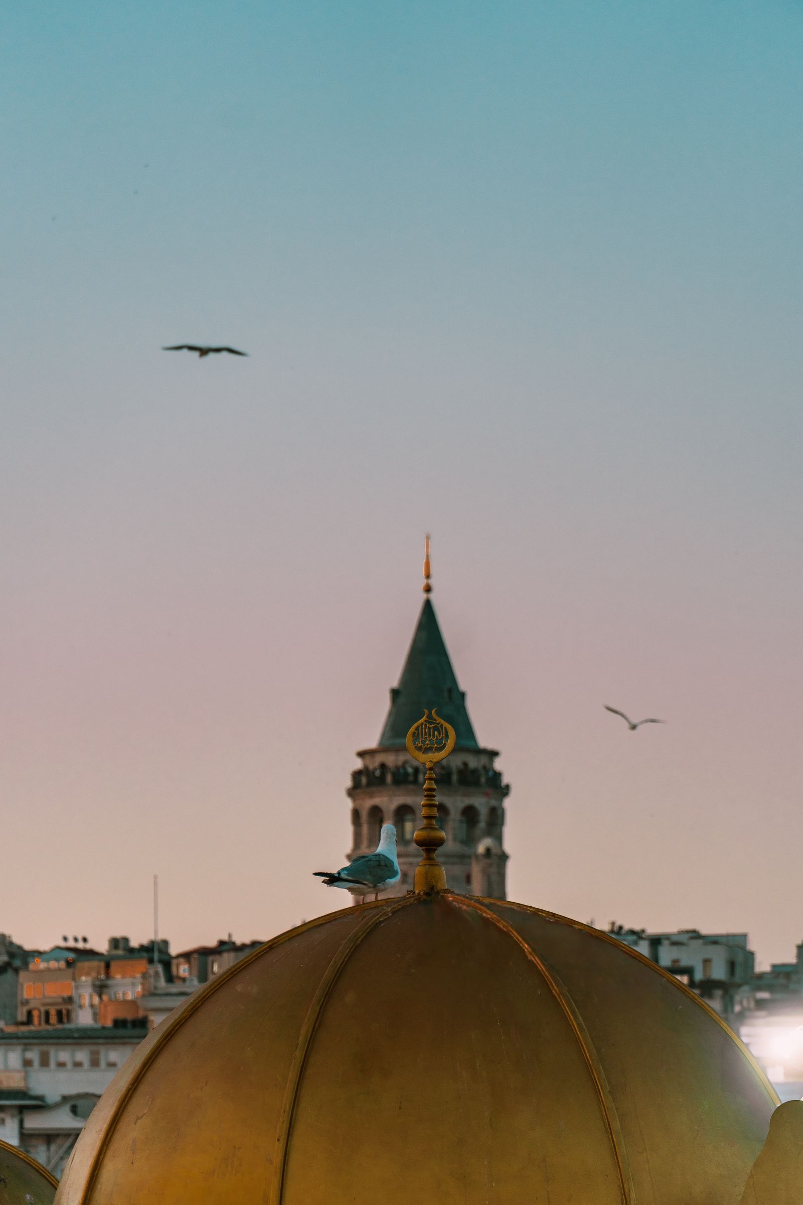 Istanbul Galata Tower dusk blue hour seagulls