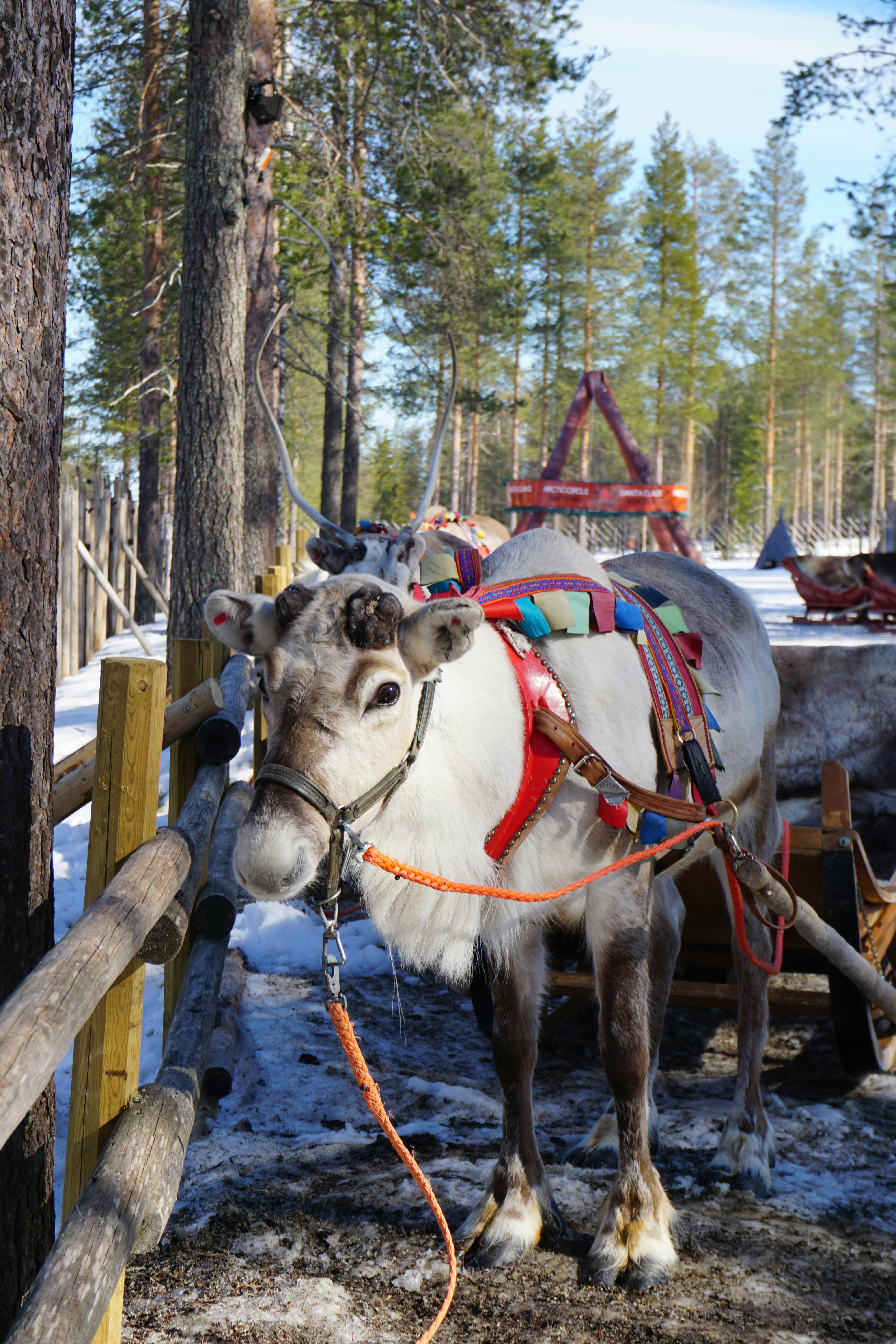 grátis Uma rena na Lapônia, Finlândia, atrelada a um trenó em uma floresta nevada. Foto profissional