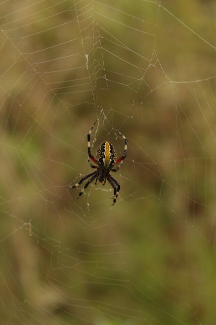 Wild spider vertical