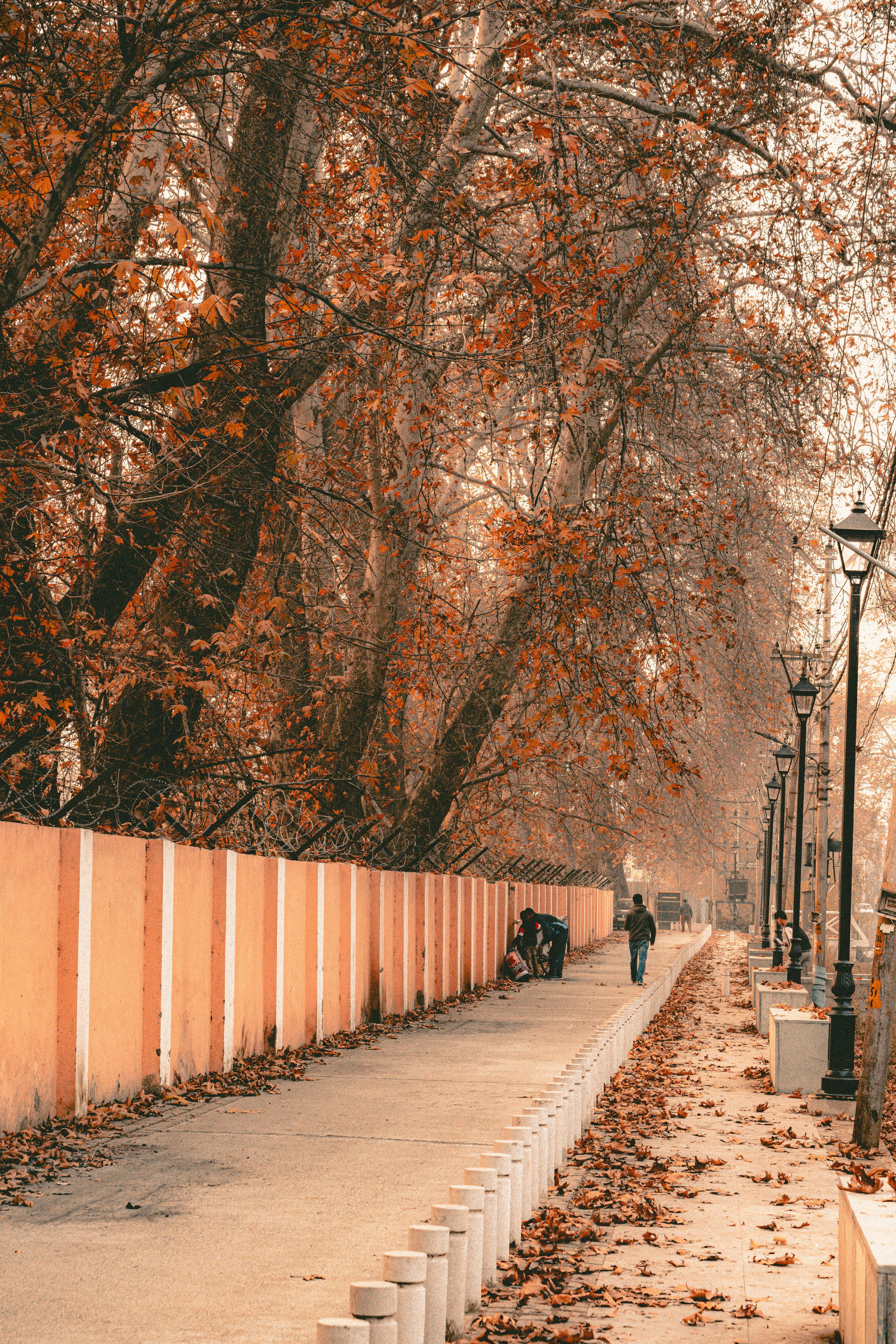 autumn pathway with fallen leaves and lamp posts