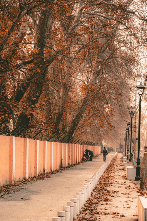 Free Peaceful autumn scene featuring a leaf-covered pathway lined with lamp posts and tall trees. Stock Photo