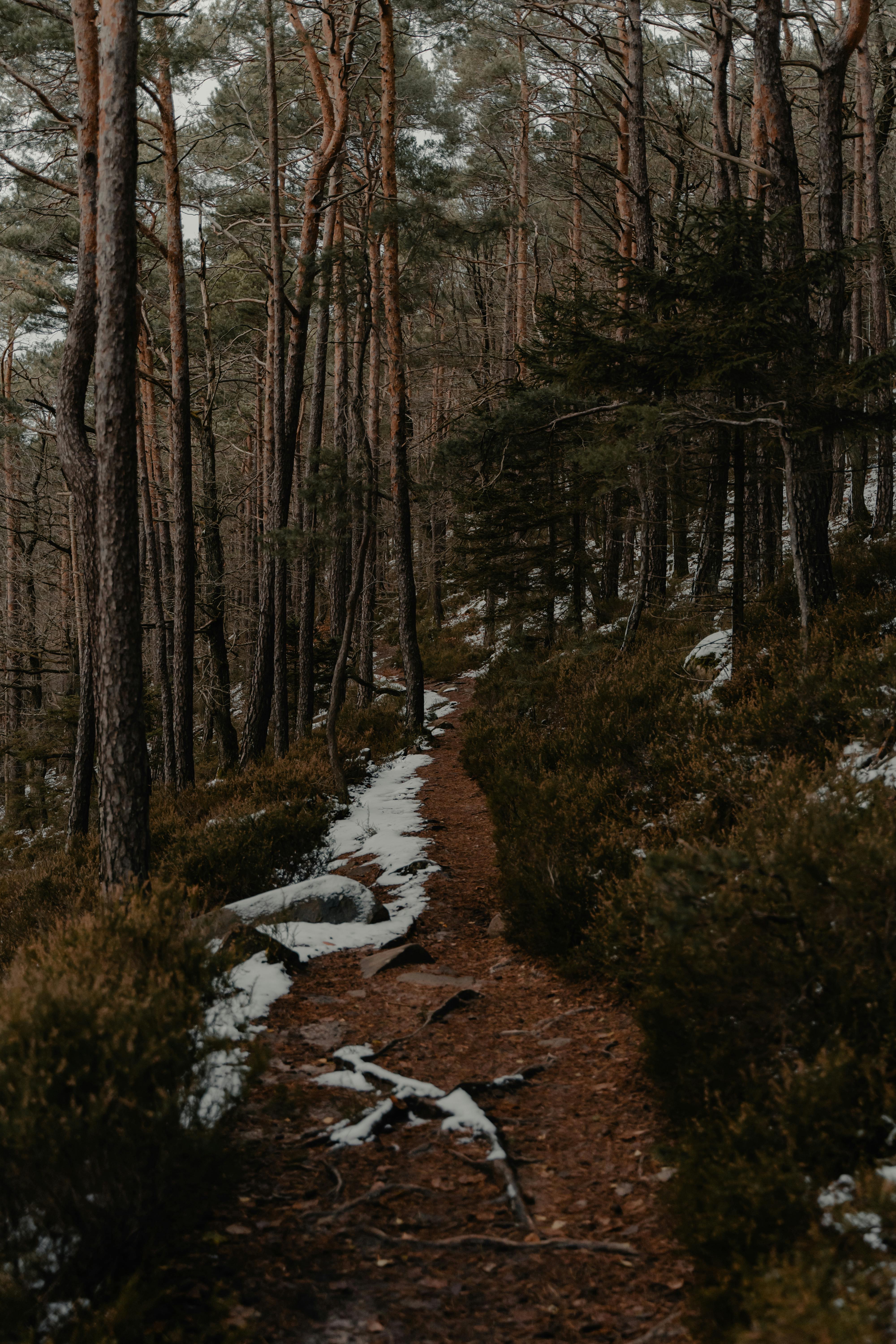 Peaceful forest scene with snow-dusted path through tall trees, capturing winter's tranquility.