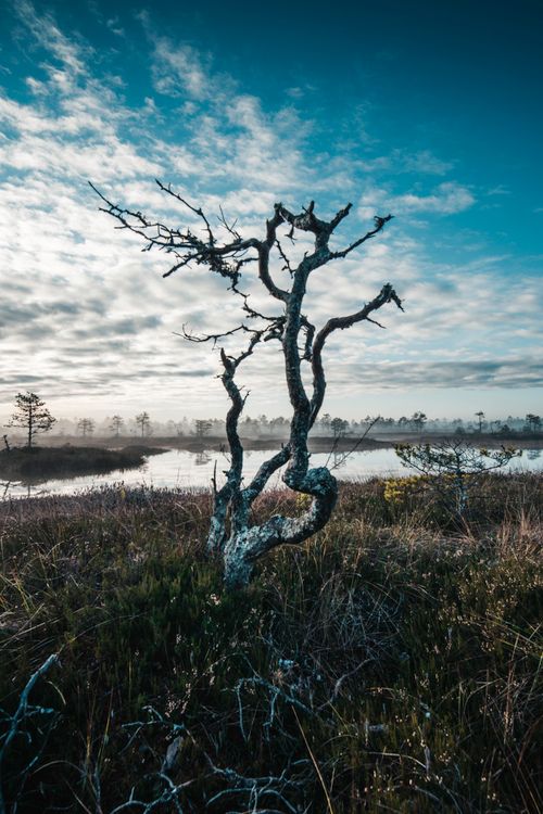 Free Captivating dead tree silhouette in untouched Estonian wetland with a cloudy sky. Stock Photo