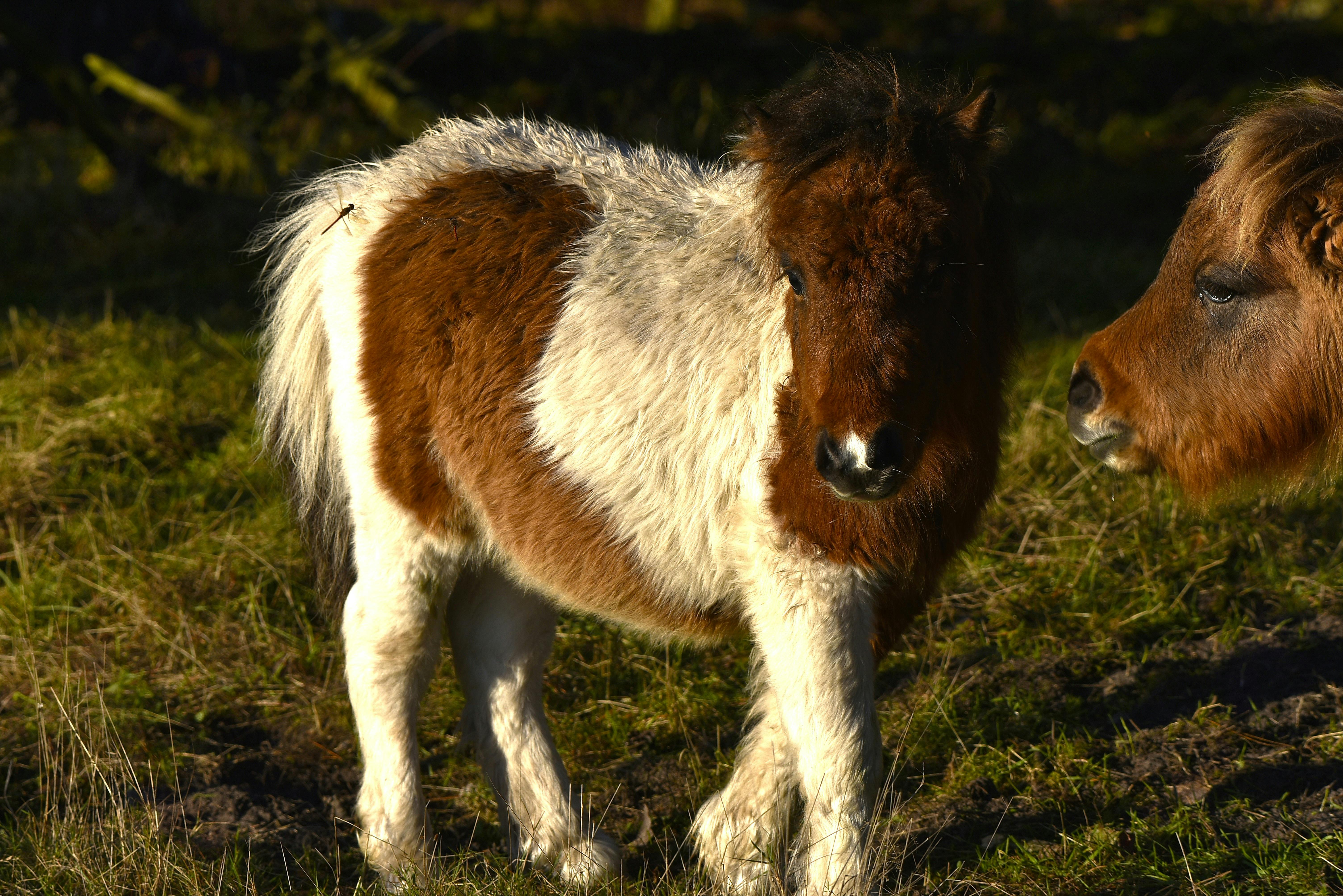 Two miniature ponies stand together in a sunlit field, showcasing their fluffy coats and gentle demeanor.