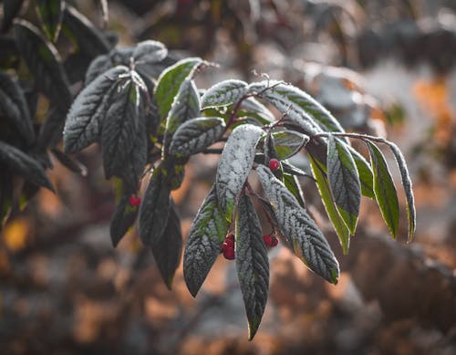 Frost Watch: Where Morning Freezes Could Hit This Week