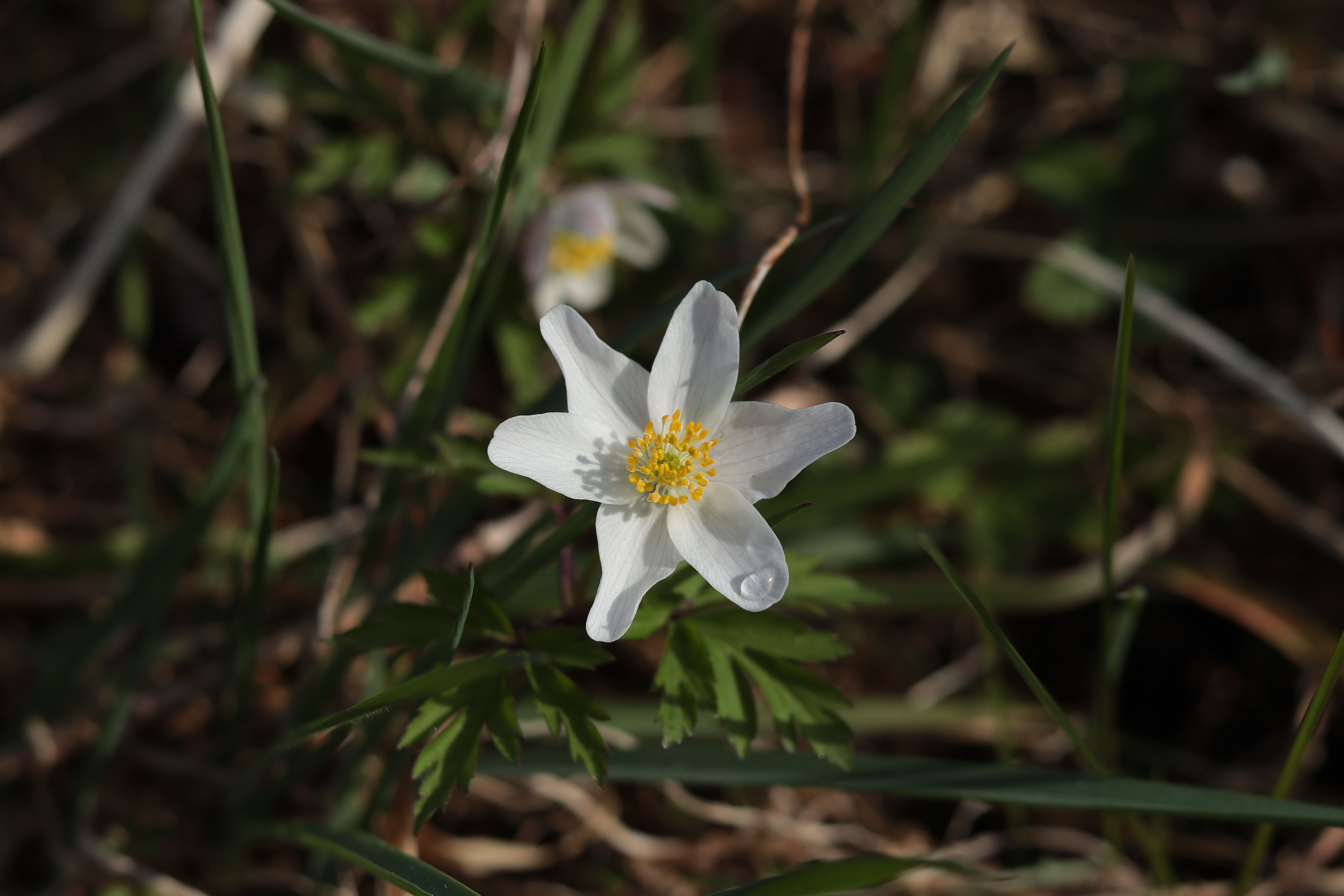 Sylvan Flower Photos, Download The BEST Free Sylvan Flower Stock Photos ...