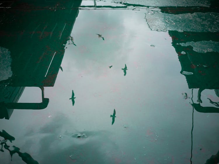 Reflection Of Birds In Flight Above Water