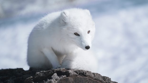 An arctic fox with white fur camouflages against the snowy landscape, showcasing nature's elegance.