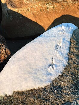 Close-up of bird footprints in fresh snow on rough rocky terrain.