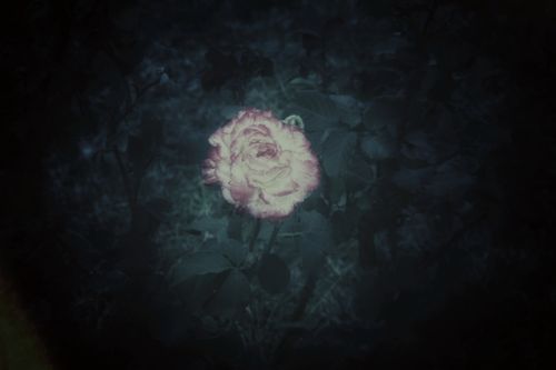 Free A solitary pink rose illuminated against a dark, mysterious garden background. Stock Photo