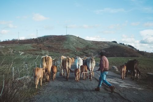 Free A farmer herding cattle on a scenic rural road in Raccuja, Sicilia, under a bright sky. Stock Photo