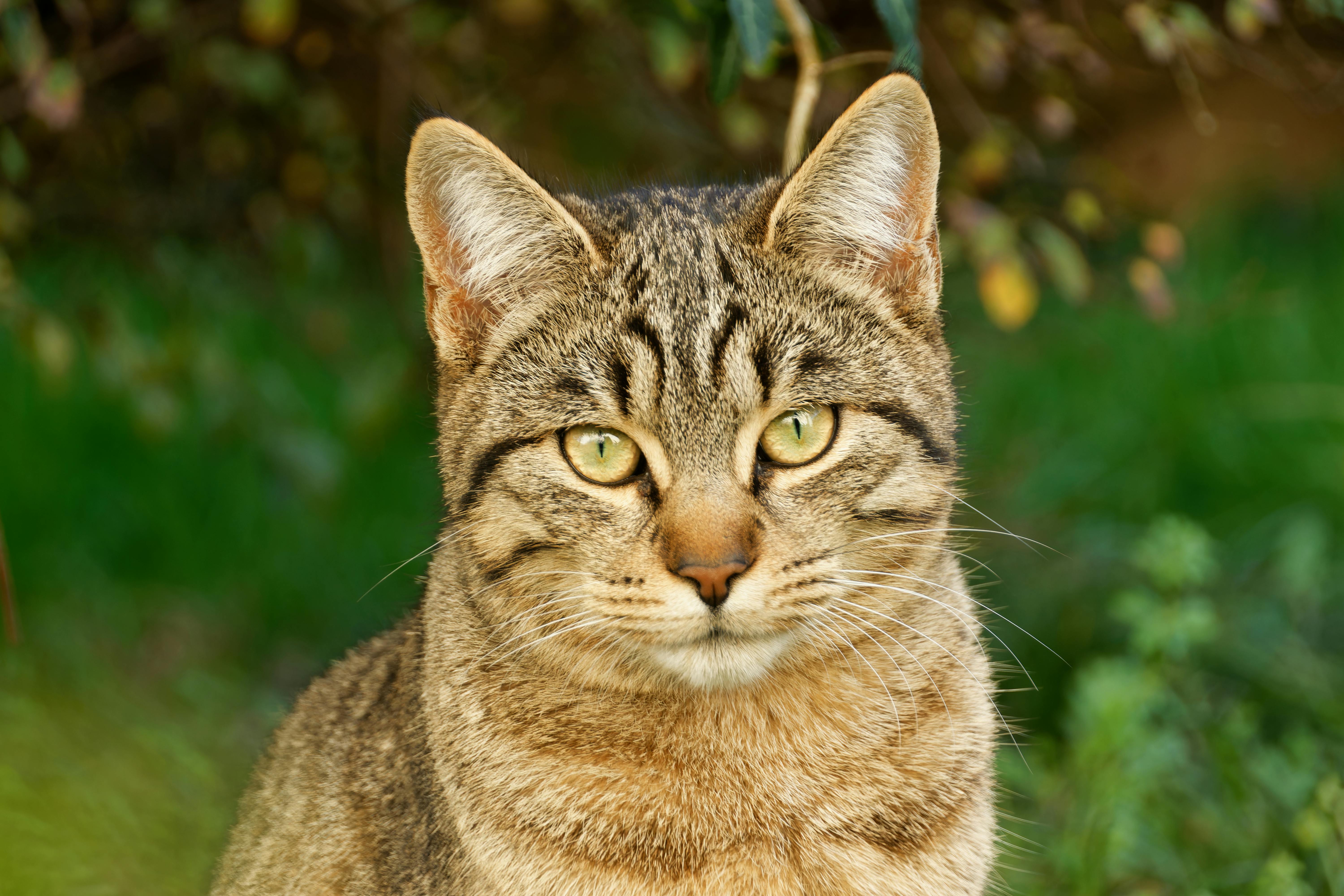 A focused portrait of a tabby cat with green eyes against a natural background.