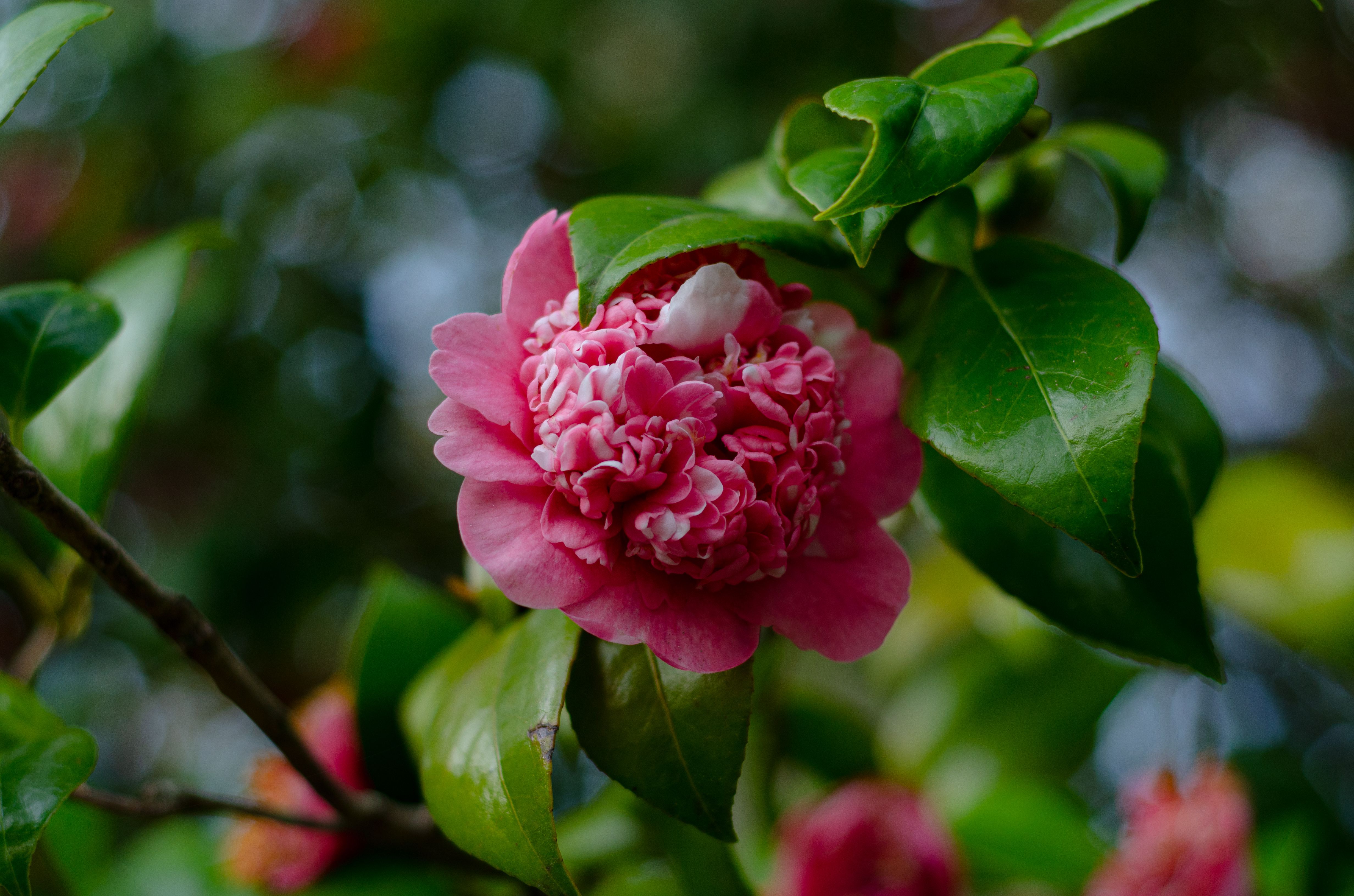 Flor de camélia rosa vibrante cercada por folhas verdes exuberantes, capturada no Porto.