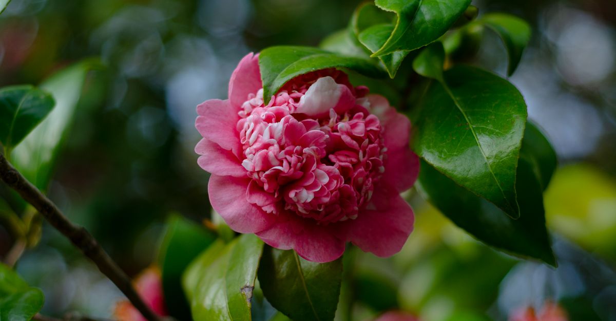 Flor de camélia rosa vibrante cercada por folhas verdes exuberantes, capturada no Porto.