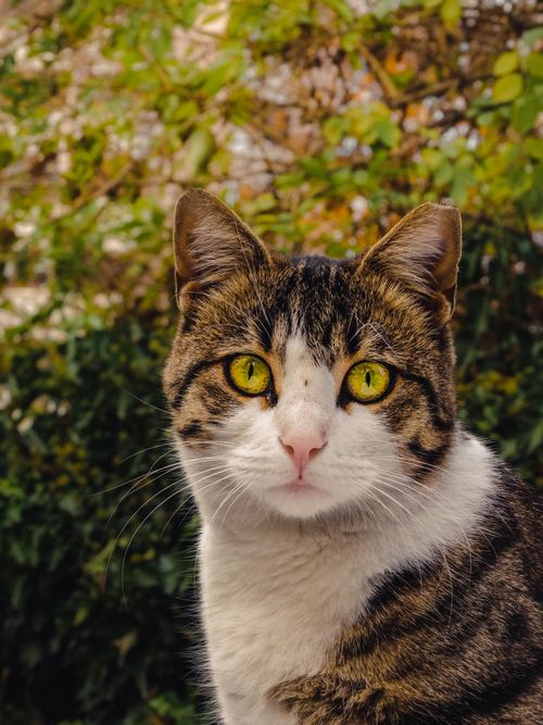 Free Gorgeous tabby cat with striking green eyes in an Ankara garden setting. Stock Photo