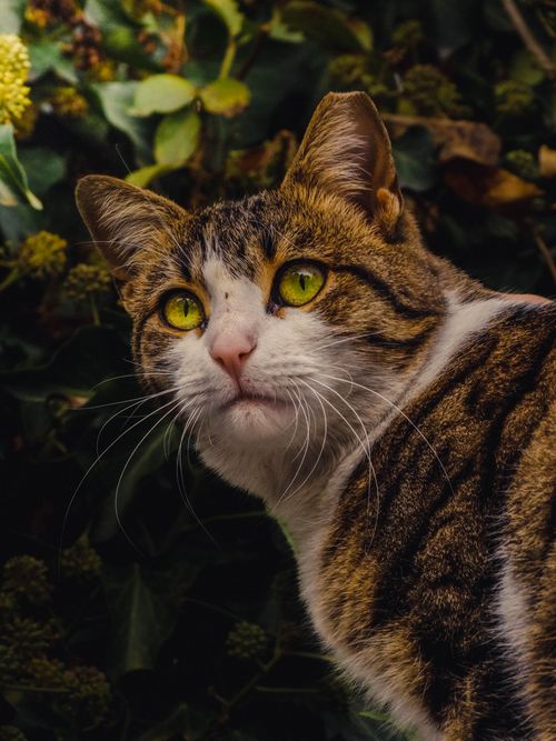 Free A close-up of a tabby cat with striking green eyes, surrounded by foliage. Stock Photo