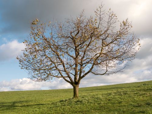 Free A solitary tree stands in a lush green field under a bright sky, embodying spring's beauty. Stock Photo