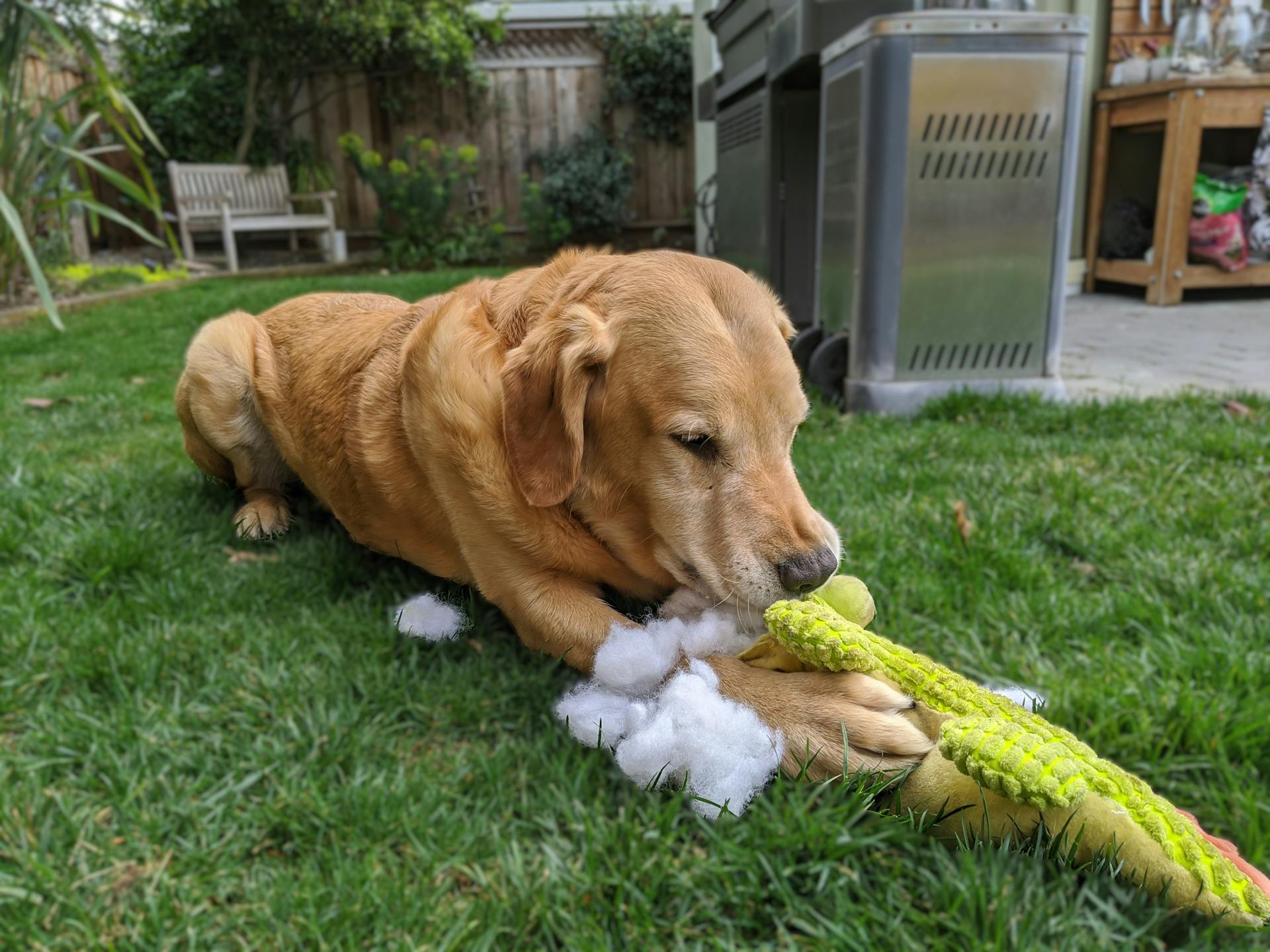 Golden Retriever dog playing with a stuffed toy outdoors in a backyard setting.