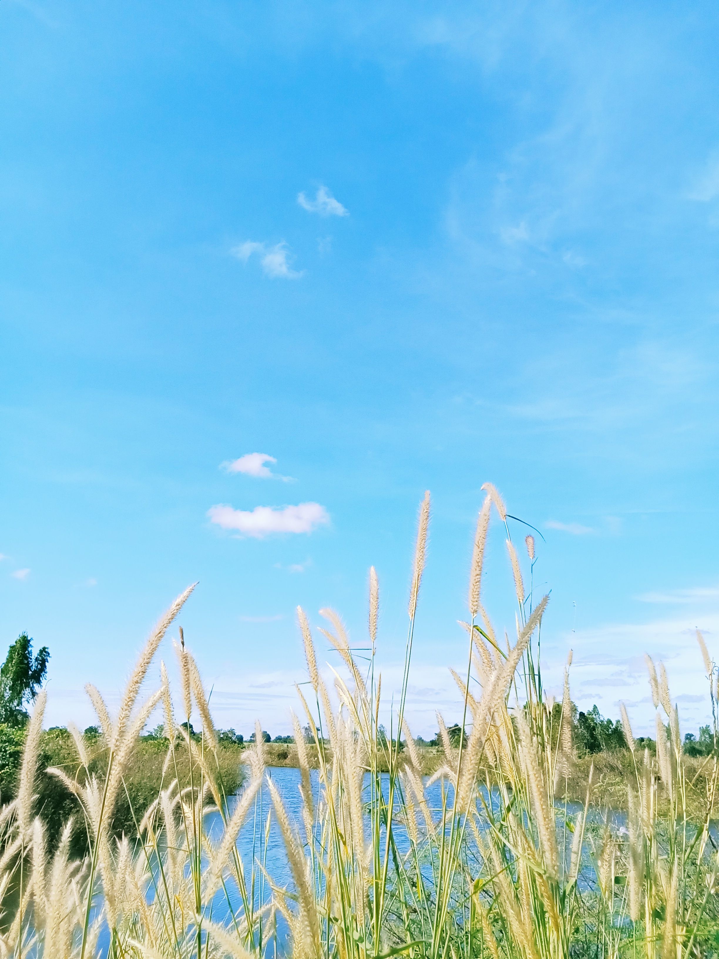Peaceful Summer Day by the Lakeside with Reed Grass · Free Stock Photo