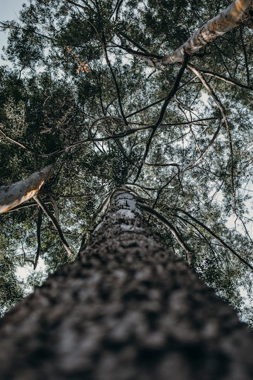 Worm's-eye View of Tree