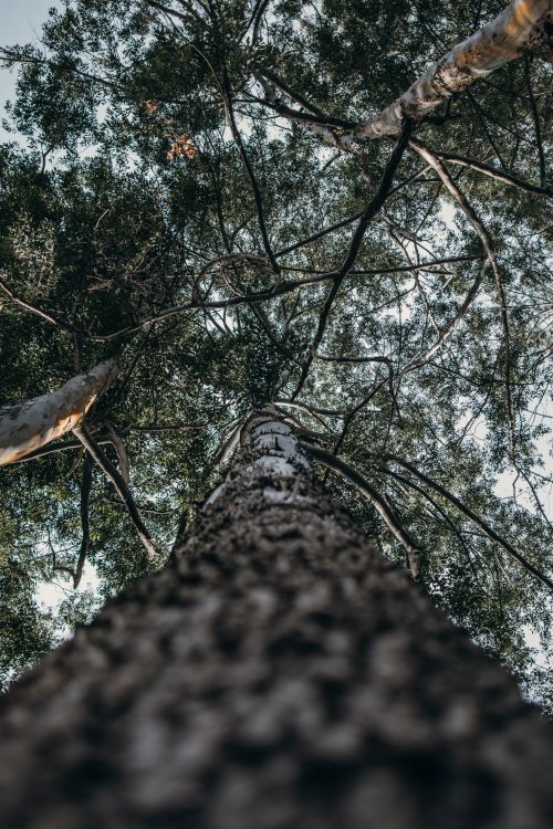 Free Looking up at tall tree trunks and branches in a lush forest in Chiriquí, Panama. Stock Photo