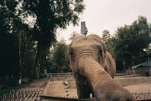 Free Close-up view of an elephant in its enclosure at Almaty Zoo, surrounded by trees. Stock Photo