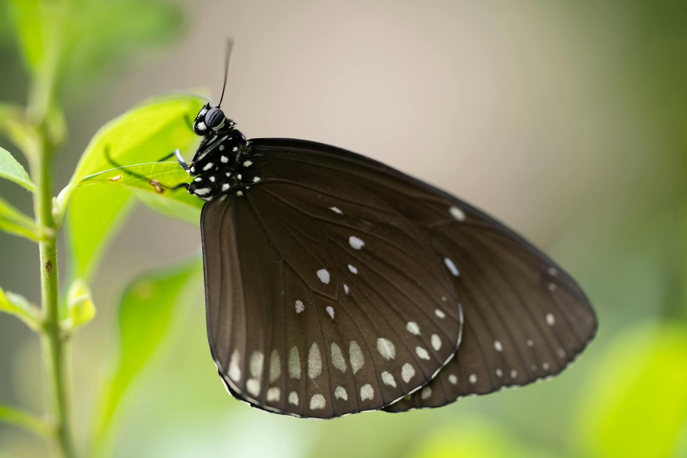 close up on leaf of insect with wings