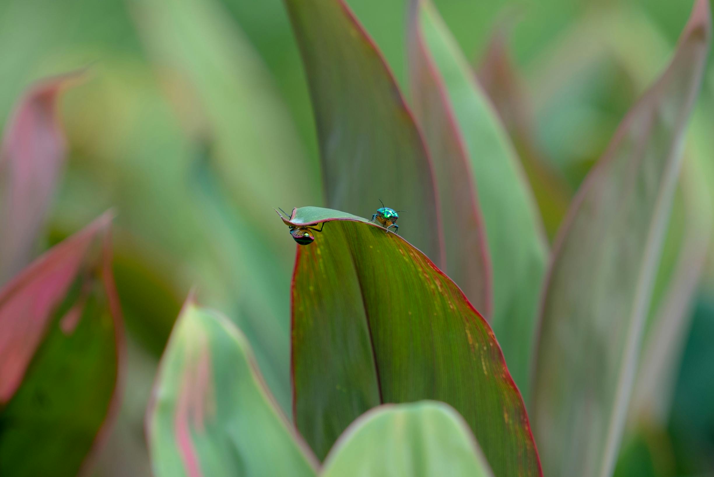 Zadarmo Makro záber farebnej muchy sediacej na zelených listoch s červenkastým okrajom v prírodnom prostredí. Fotka z fotobanky