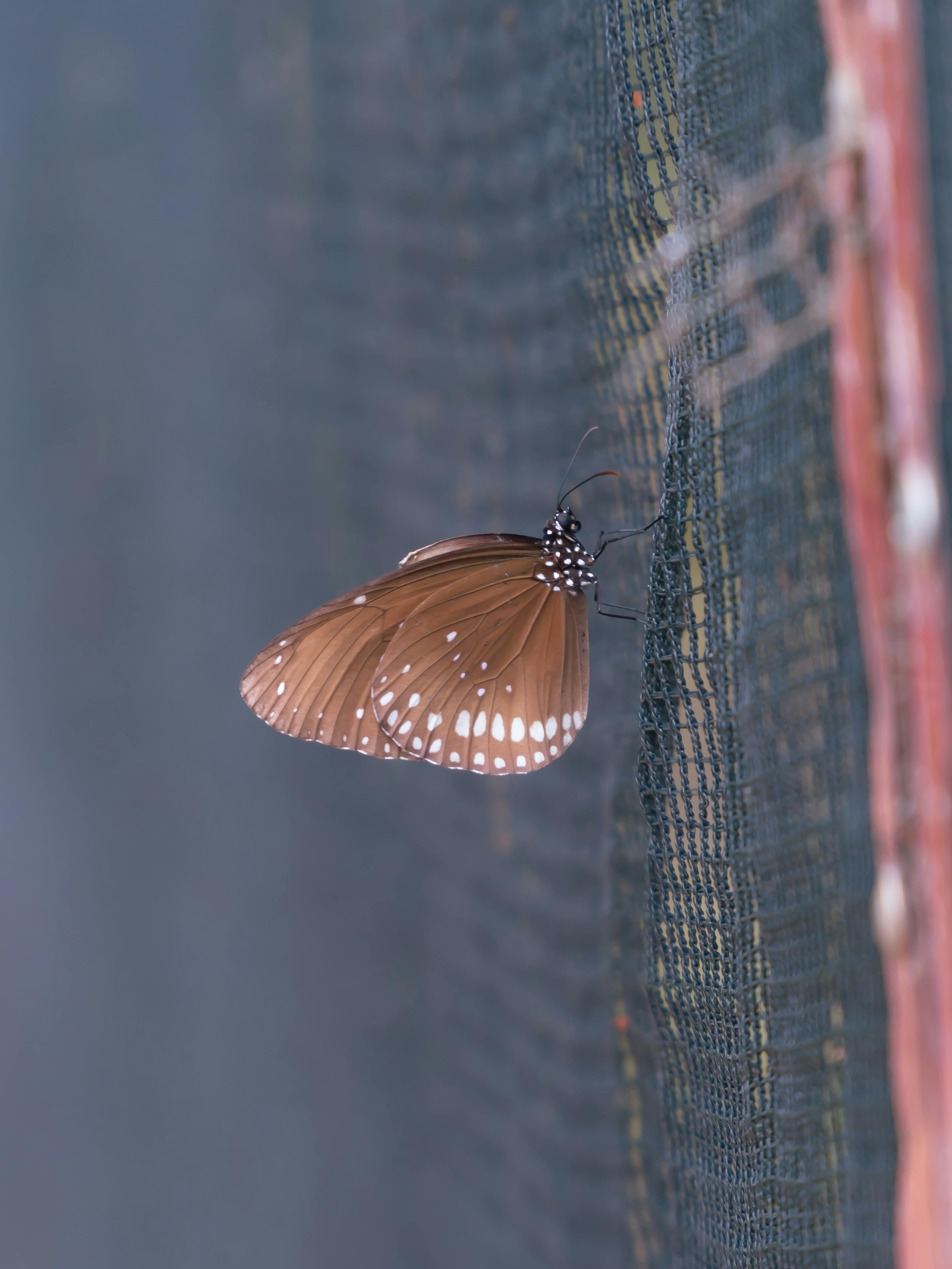 免费 蝴蝶 素材图片